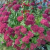 Autumn Joy Sedum Plant Live - 4 Inch Potted Perennial Outdoor Flowering Plant
