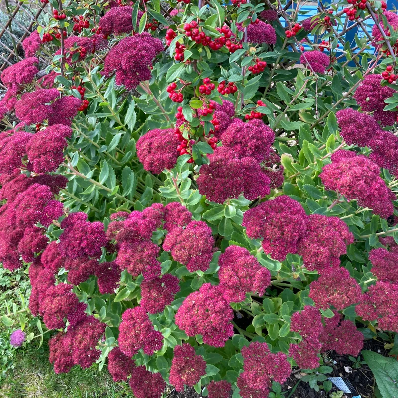 Autumn Joy Sedum Plant Live - 4 Inch Potted Perennial Outdoor Flowering Plant