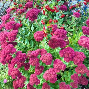 Autumn Joy Sedum Plant Live - 4 Inch Potted Perennial Outdoor Flowering Plant