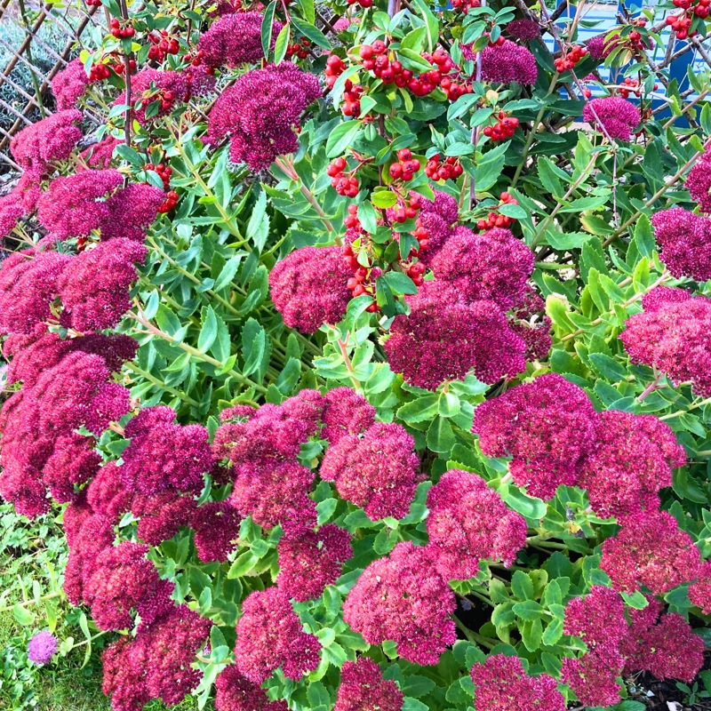 Autumn Joy Sedum Plant Live - 4 Inch Potted Perennial Outdoor Flowering Plant