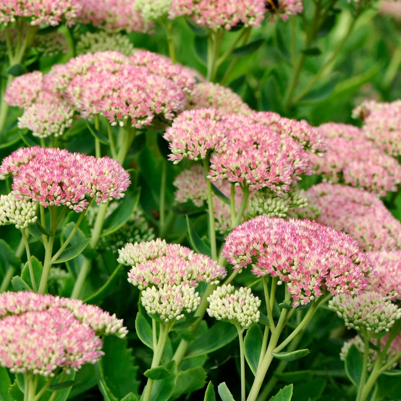 Autumn Joy Sedum Plant Live - 4 Inch Potted Perennial Outdoor Flowering Plant