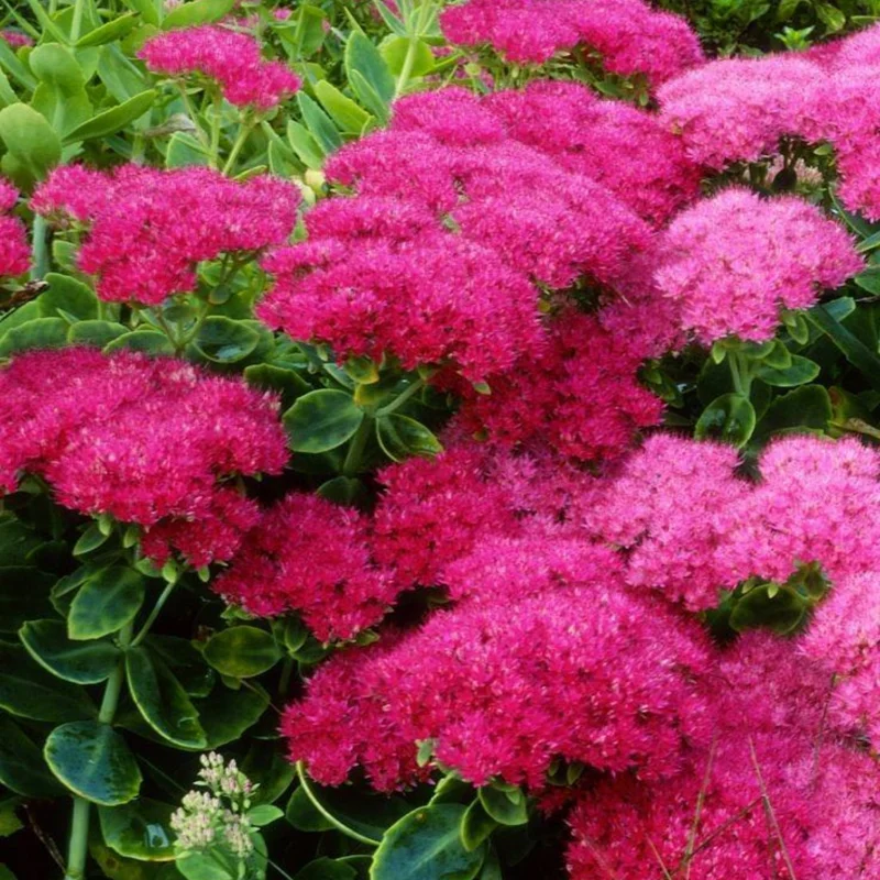 Autumn Joy Sedum Plant - Live Succulent Flower Plant - 4 Inch Potted