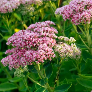 Autumn Joy Sedum Plant - Live Succulent Flower Plant - 4 Inch Potted