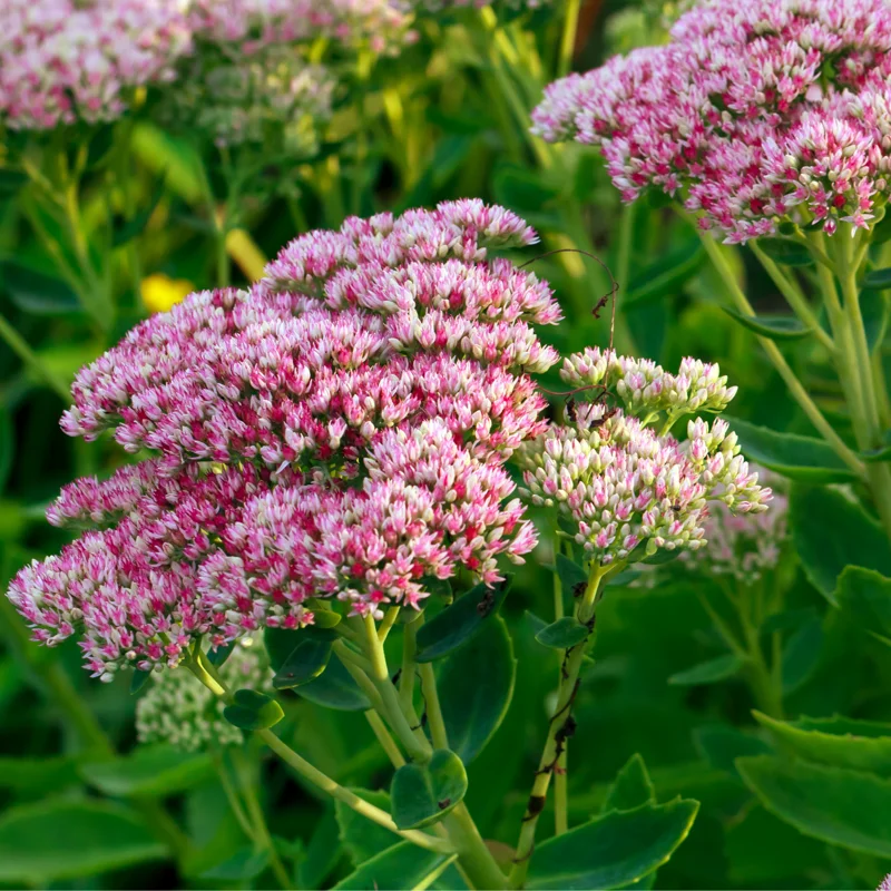 Autumn Joy Sedum Plant - Live Succulent Flower Plant - 4 Inch Potted