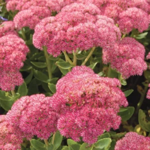 Autumn Joy Sedum Plant - Live Succulent Flower Plant - 4 Inch Potted