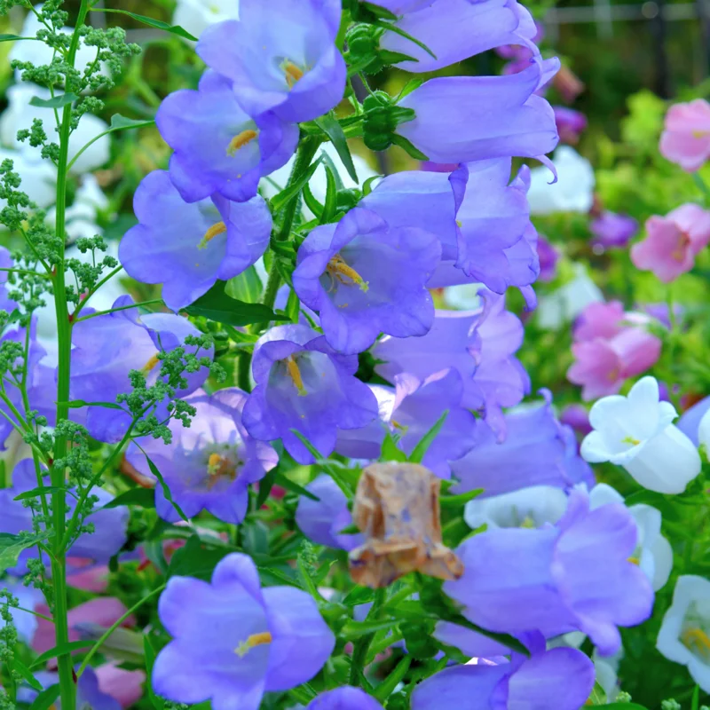 Campanula Plants Live - 2 Potted Starter Flower Plants For Planting