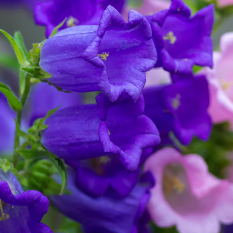 Campanula Plants Live - 2 Potted Starter Flower Plants For Planting