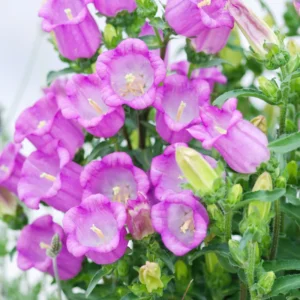 Campanula Plants Live - 2 Potted Starter Flower Plants For Planting