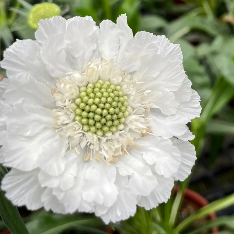 Scabiosa Flower Plant - Live Plant 4 Inches - Ready to Plant