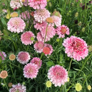 Scabiosa Flower Plant - Live Plant 4 Inches - Ready to Plant