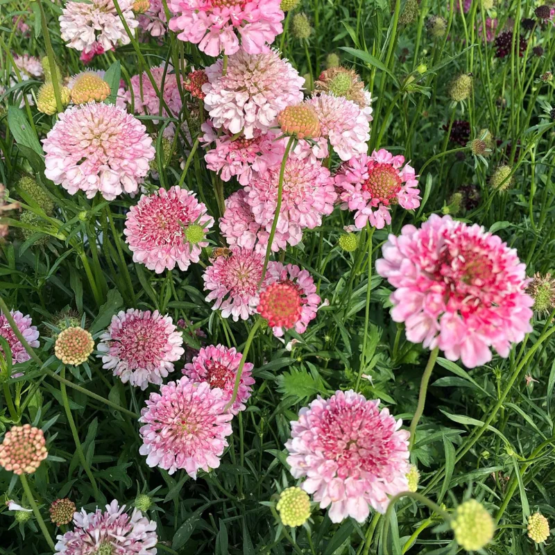 Scabiosa Flower Plant - Live Plant 4 Inches - Ready to Plant