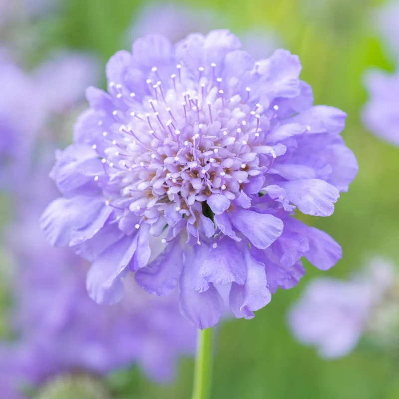 Scabiosa Flower Plant - Live Plant 4 Inches - Ready to Plant