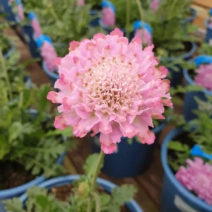 Scabiosa Flower Plant - Live Plant 4 Inches - Ready to Plant