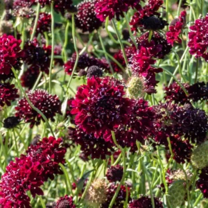 Scabiosa Flower Plant - Live Plant 4 Inches - Ready to Plant