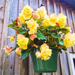 Weeping Begonia Plants - 3 Starter Begonias Live Plants - Indoor/Outdoor Flowers