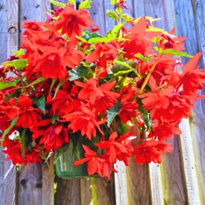 Weeping Begonia Plants - 3 Starter Begonias Live Plants - Indoor/Outdoor Flowers