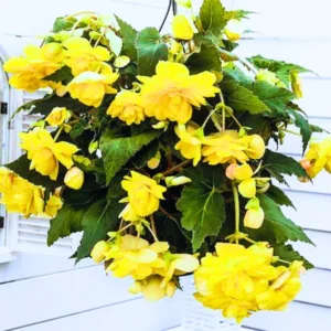 Weeping Begonia Plants - 3 Starter Begonia Flower Plants - 3 Inches Tall - Bareroot