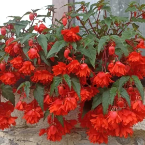 Weeping Begonia Plants - 3 Starter Begonia Flower Plants - 3 Inches Tall - Bareroot