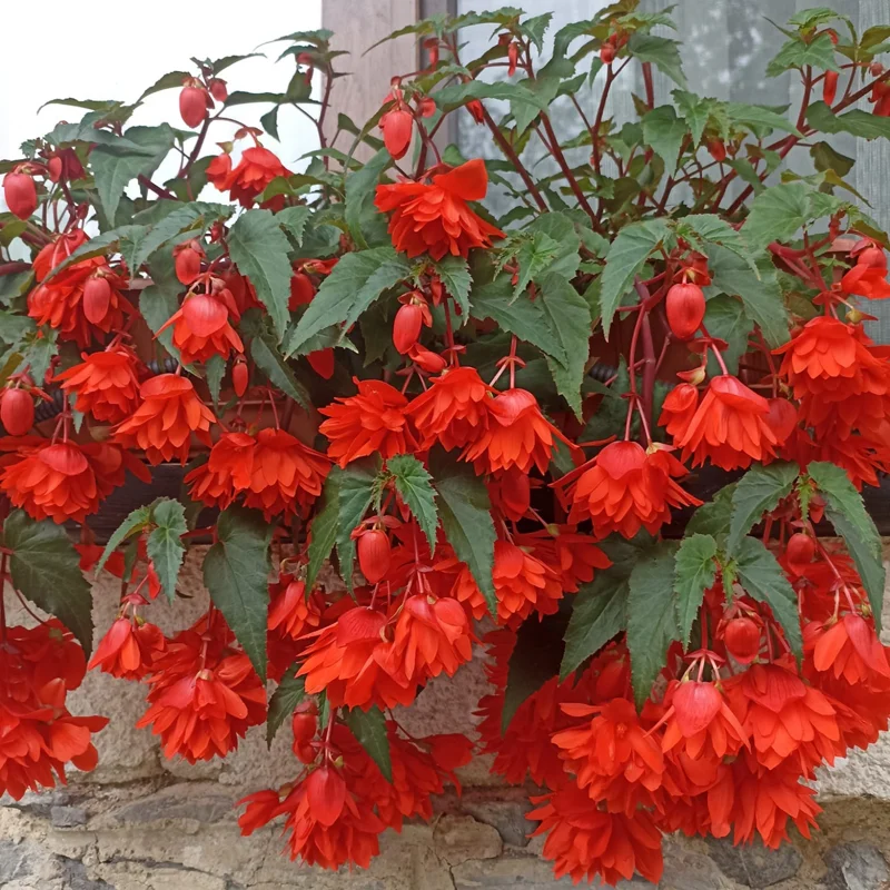 Weeping Begonia Plants - 3 Starter Begonia Flower Plants - 3 Inches Tall - Bareroot