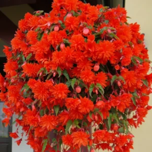 Weeping Begonia Plants - 3 Starter Begonia Flower Plants - 3 Inches Tall - Bareroot