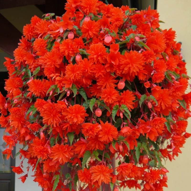 Weeping Begonia Plants - 3 Starter Begonia Flower Plants - 3 Inches Tall - Bareroot