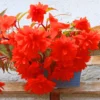 Begonia Plants - 3 Weeping Begonia Flowering Plants 3 Inches Rooted