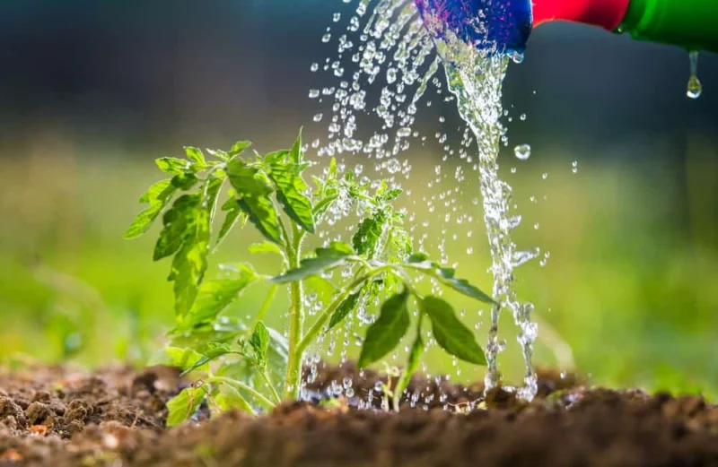 watering tomato seedlings