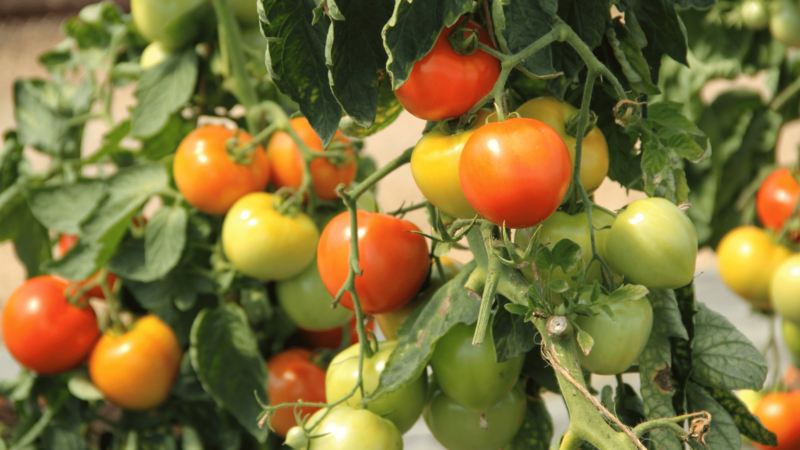 tomato plants