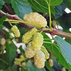 Mulberry Trees Live Plants, 1-2 ft Tall, Hardy Fast-Growing Mulberry Plants