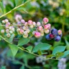 Blueberry Bushes Live Plant - Sweet Blueberry Plants Starter Plants