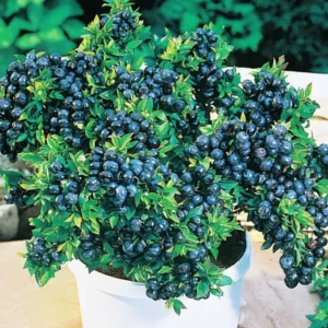 Blueberry Bushes Live Plant - Sweet Blueberry Plants Starter Plants