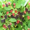 Thornless Boysenberry Plants Live Seedling Pack 5 Perennial Berry Bush