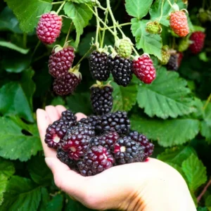 Thornless Boysenberry Plants Live Seedling Pack 5 Perennial Berry Bush