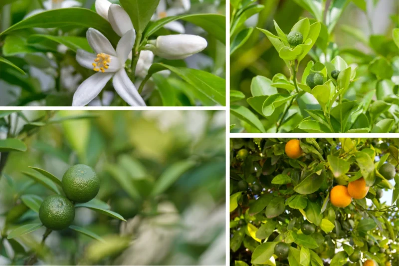 calamansi trees, calamansi fruit stages