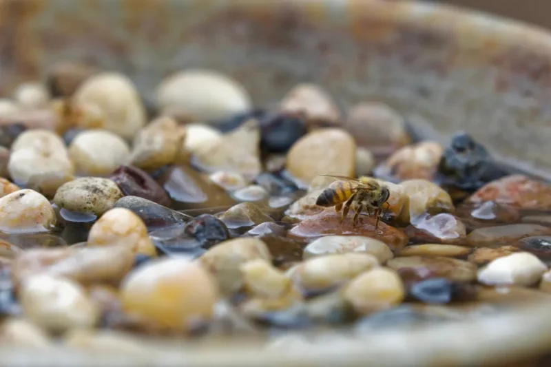 Water Sources For Bees