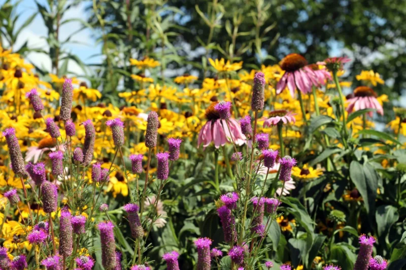 create a pollinator-friendly garden