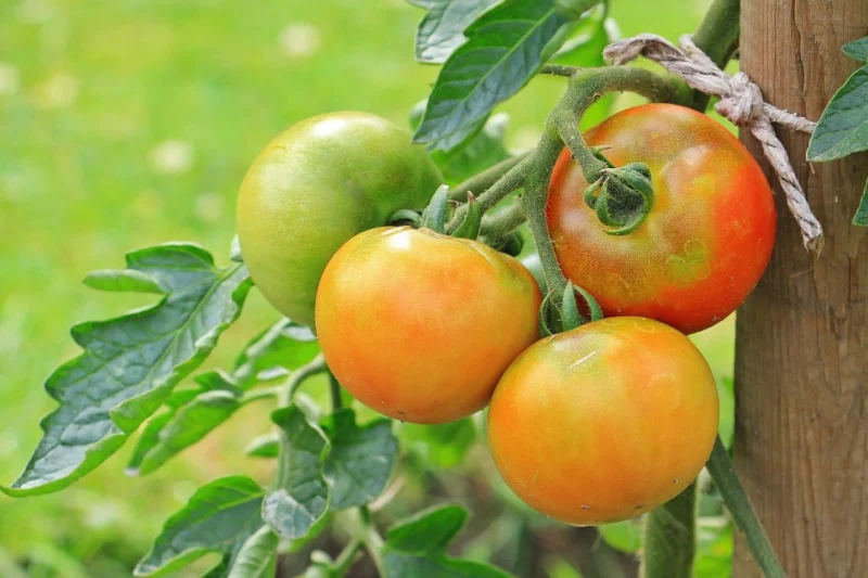 Vine-Ripened Tomatoes