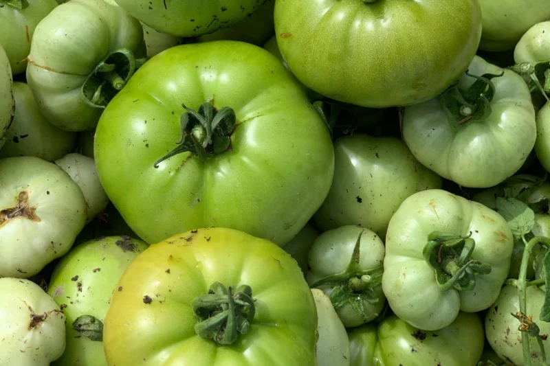Green Tomatoes