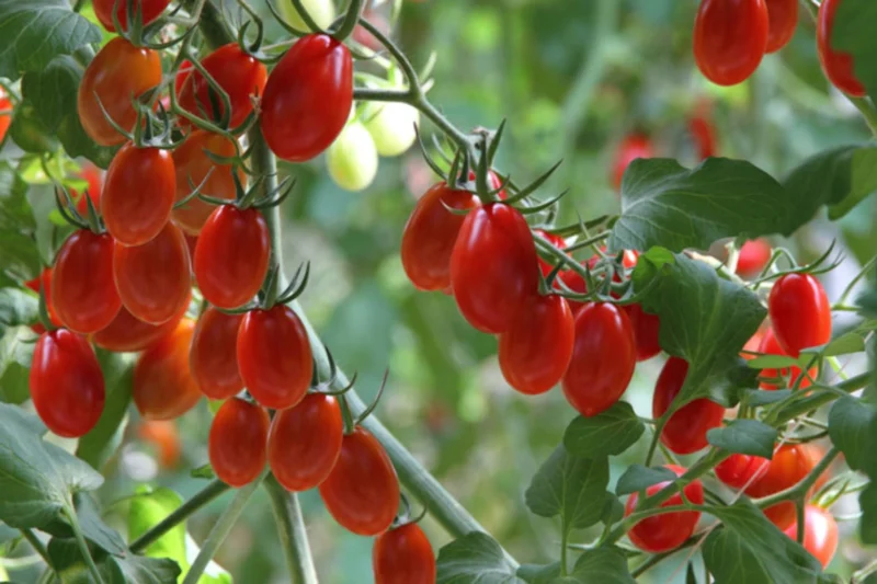Grape Tomatoes