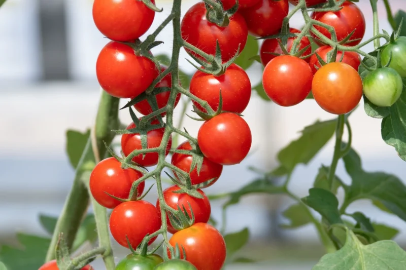 Cherry Tomatoes