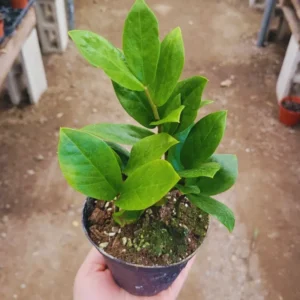 ZZ Plant Tree Live Zamioculcas Zamiifolia Plant - 4 Inch Pot - 4-6 Inches Tall