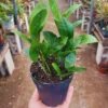 ZZ Plant Tree Live Zamioculcas Zamiifolia Plant - 4 Inch Pot - 4-6 Inches Tall