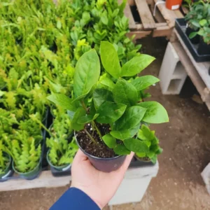 ZZ Plant Tree Live Zamioculcas Zamiifolia Plant - 4 Inch Pot - 4-6 Inches Tall