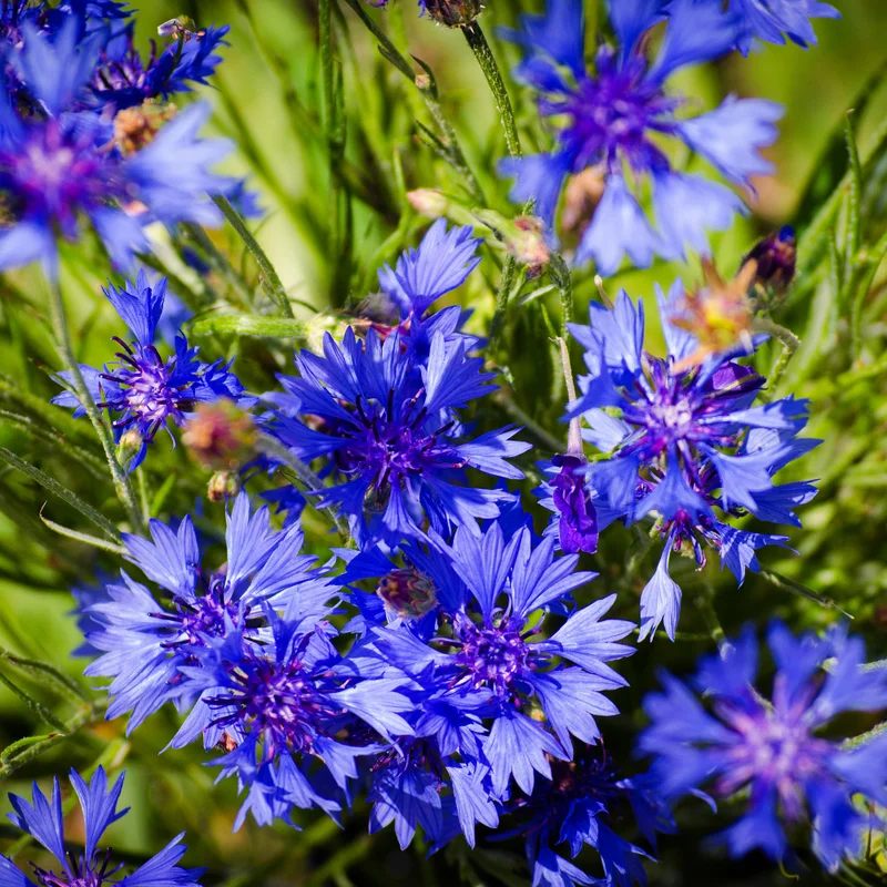Blue Cornflower Live Plant Set - 2 Plants, 3-5 Inches, Easy Grow Flowers