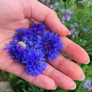 Blue Cornflower Live Plant Set - 2 Plants, 3-5 Inches, Easy Grow Flowers