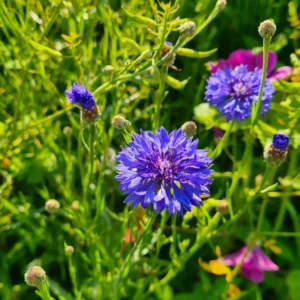 Blue Cornflower Live Plant Set - 2 Plants, 3-5 Inches, Easy Grow Flowers