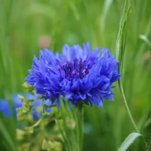 Blue Cornflower Live Plant Set - 2 Plants, 3-5 Inches, Easy Grow Flowers