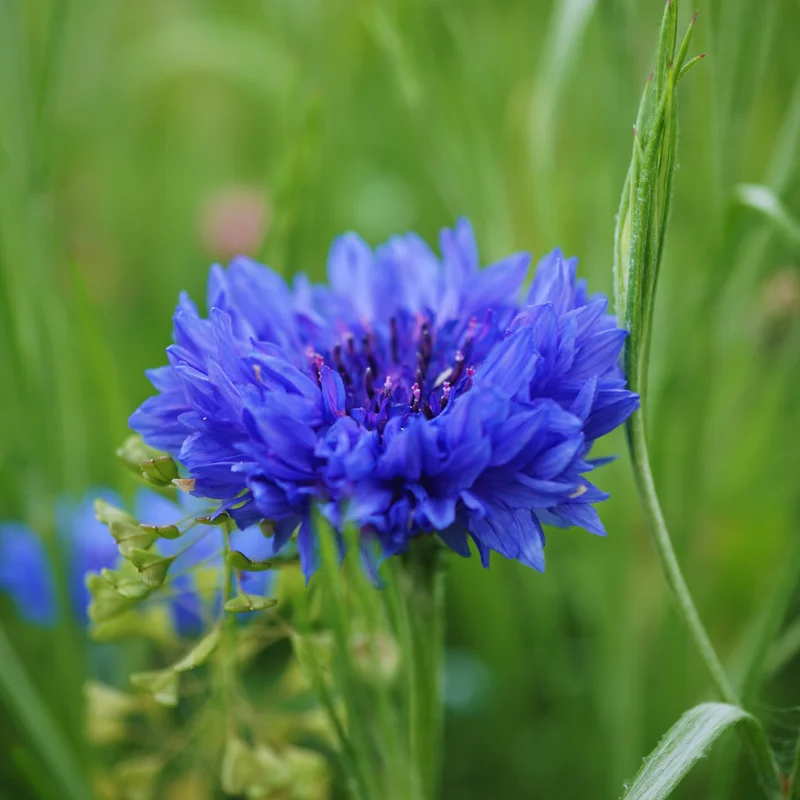 Blue Cornflower Live Plant Set - 2 Plants, 3-5 Inches, Easy Grow Flowers