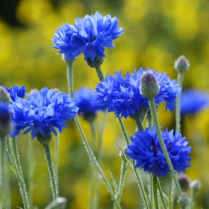 Cornflower Plant 4 Pack Live - Blue Cornflower Flower Plant 3-5 Inches