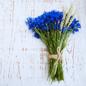 Cornflower Plant 4 Pack Live - Blue Cornflower Flower Plant 3-5 Inches